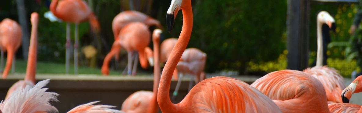 Family-Friendly Things to Do in San Diego: Parks, Zoos & Activities