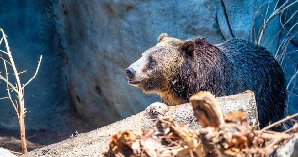 Family-Friendly Things to Do in San Diego: Parks, Zoos & Activities