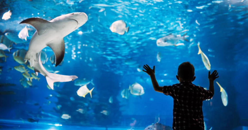 Family-Friendly Things to Do in San Diego: Parks, Zoos & Activities
